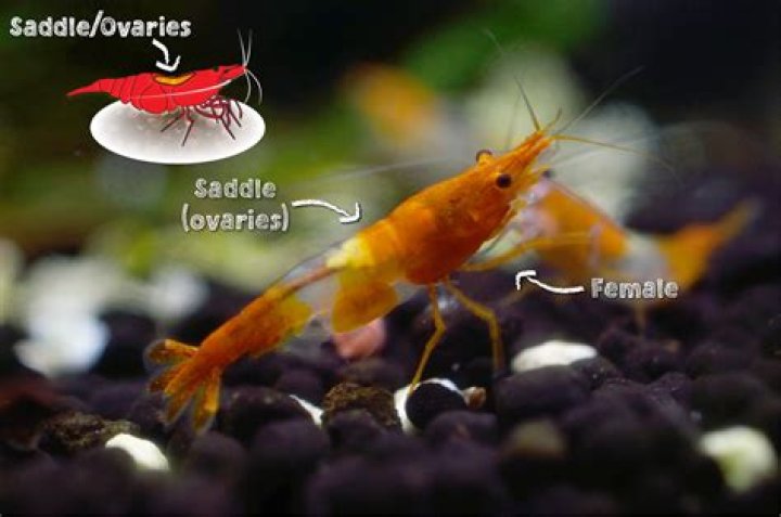 Why do ecosphere shrimp change color?