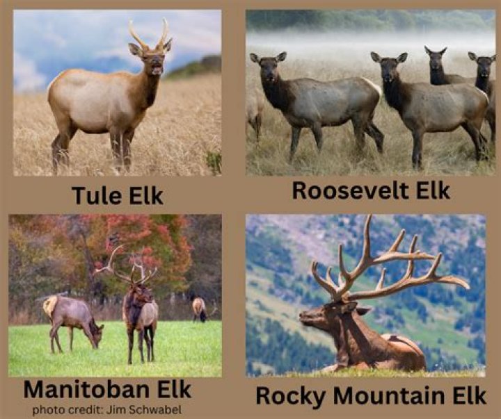 Why do elk sound like that?
