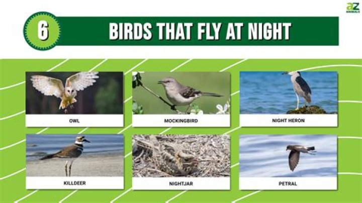 Why do fantails fly around you?