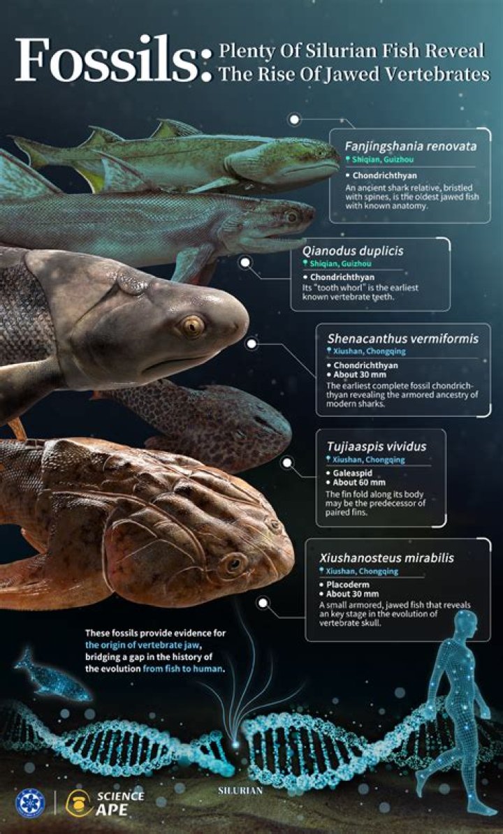 Why do fish turn red?