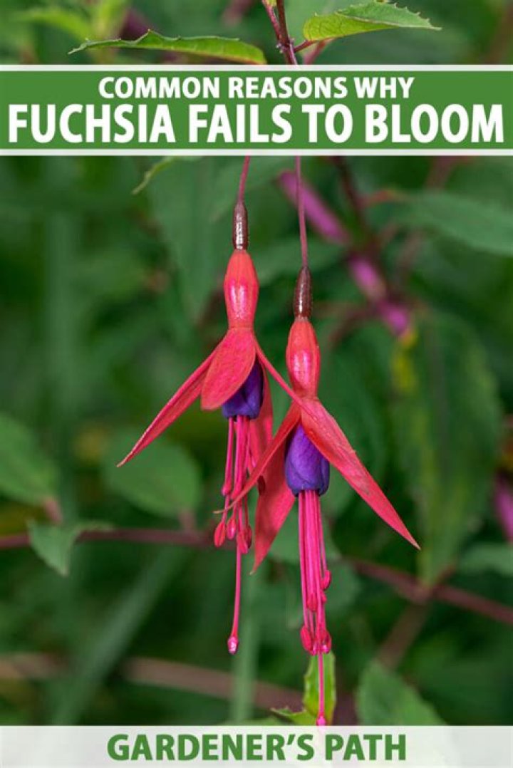 Why do fuchsia leaves curl?
