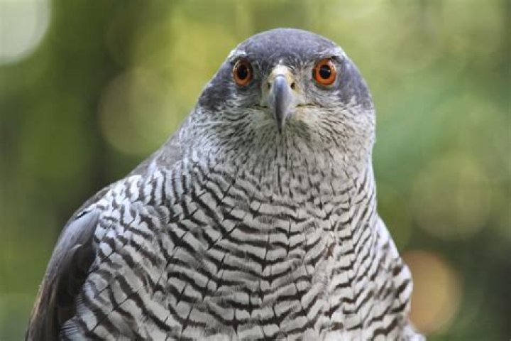 Why do goshawks scream?