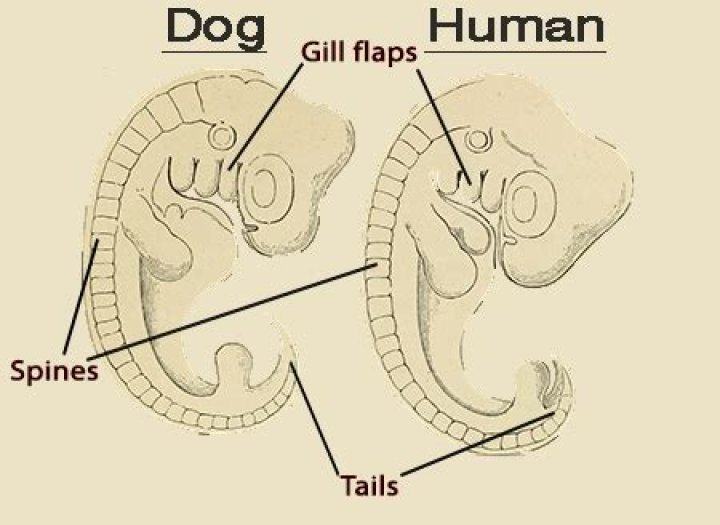Why do humans have pharyngeal slits?