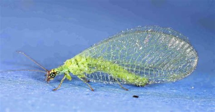 Why do i have lacewings in my house?