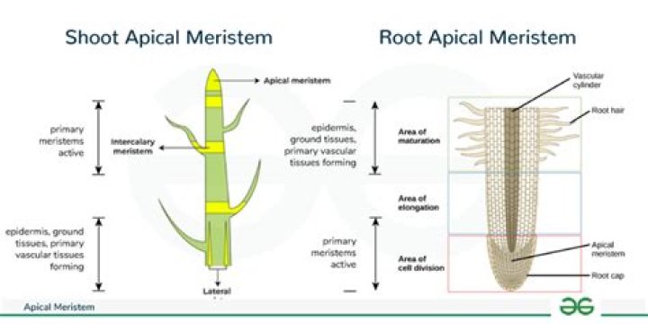 Why do intercalary meristem lack vacuoles?
