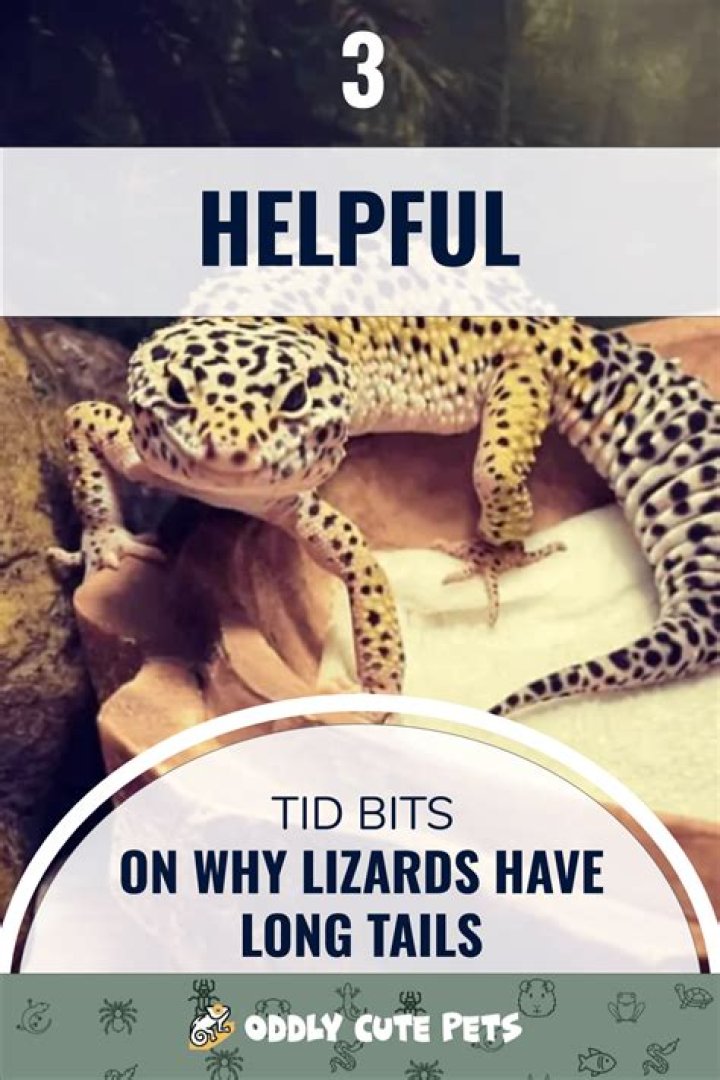 Why do lizards have long tails?