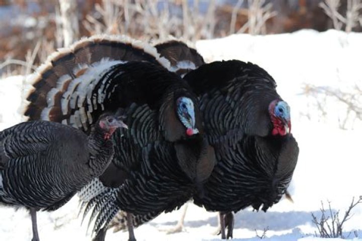 Why do male turkeys have snoods?
