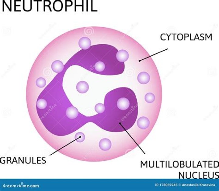 Why do neutrophils have multilobed nucleus?