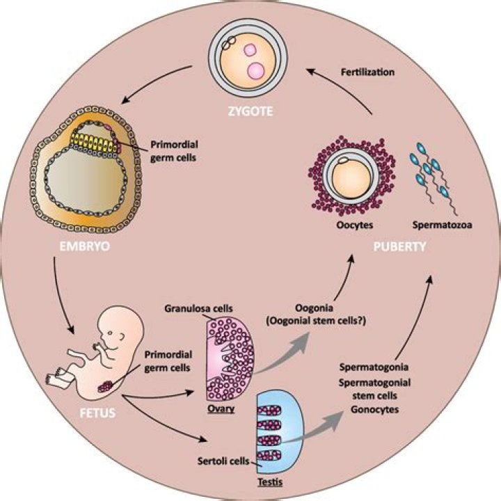 Why do oocytes die?