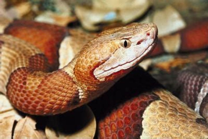 Why do organisms overproduce offspring?