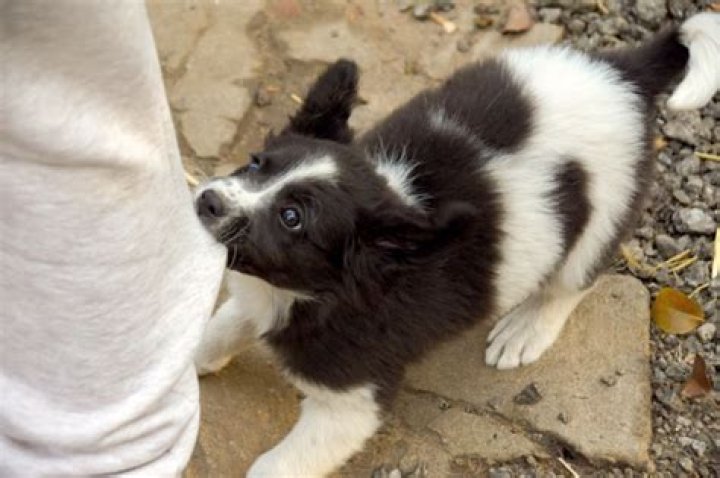 Why do puppies bite?