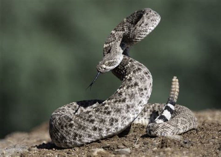 Why do rattlesnakes rattle their tail?