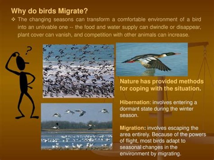 Why do redwings migrate?