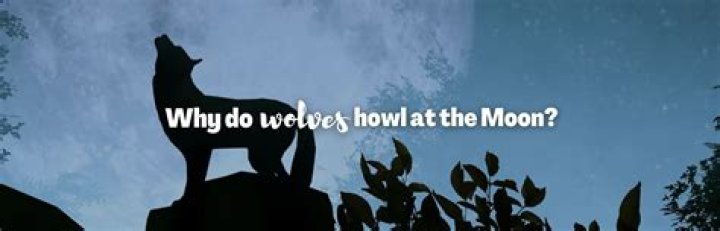 Why do salukis howl?
