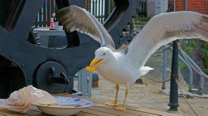 Why do seagulls squawk all night?