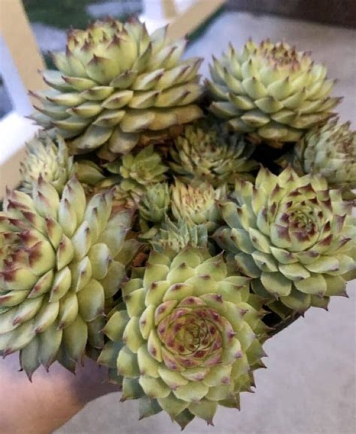 Why do sempervivum die?