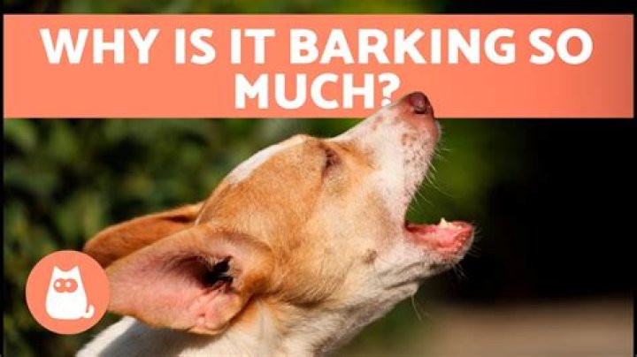 Why do shelties bark so much?