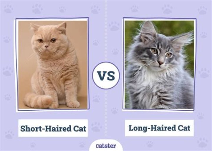 Why do short haired cats shed?