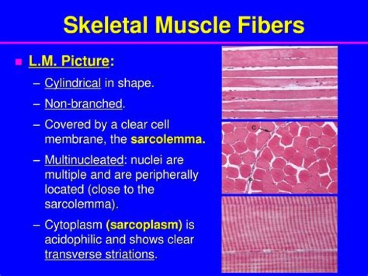 Why do skeletal muscles have striations?