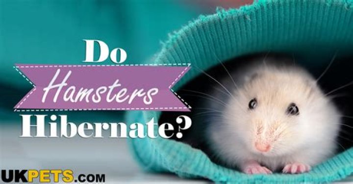 Why do syrian hamsters hibernate?