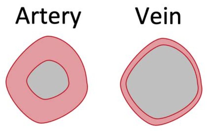 Why do veins have a larger lumen?