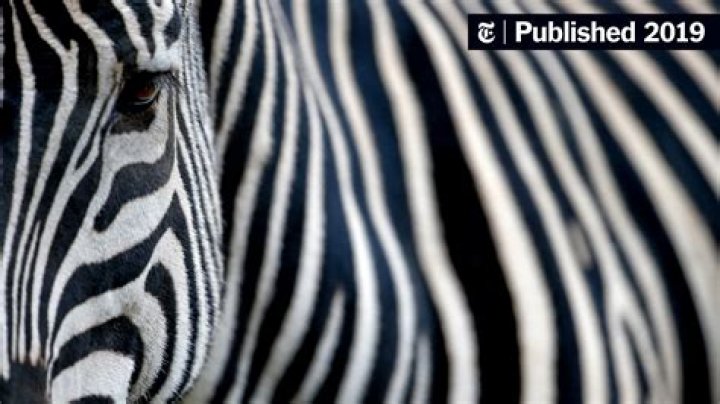 Why do zebras have stripes?