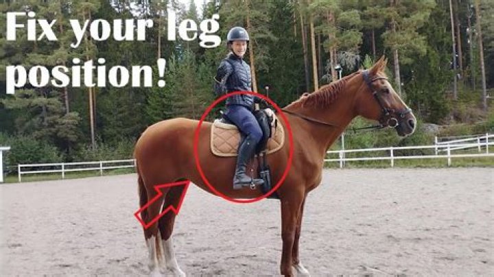 Why does a horse stand on three legs?