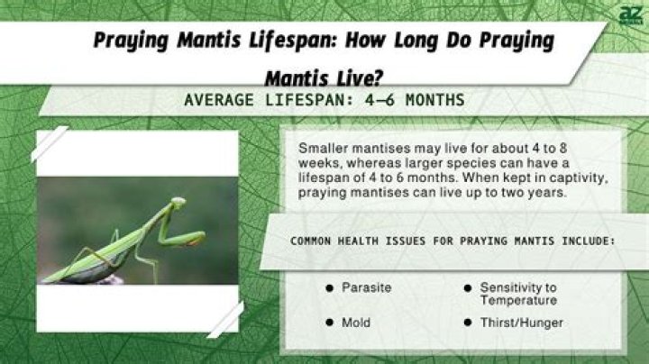 Why does a praying mantis sway?