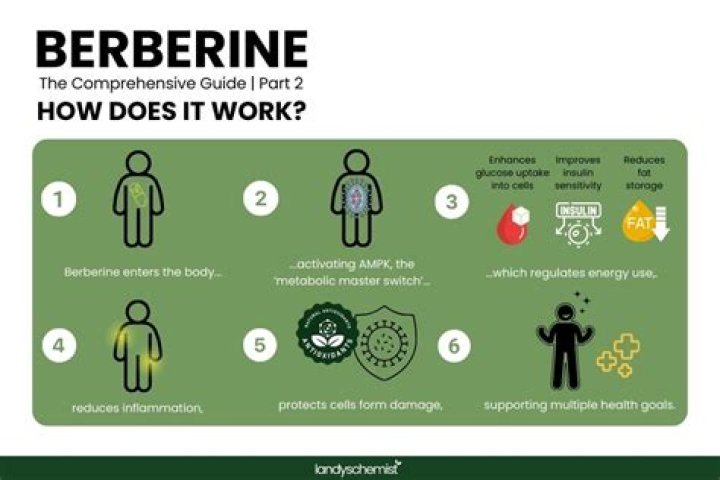 Why does berberine make me tired?