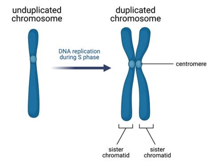 Why does chromosome duplication occur?