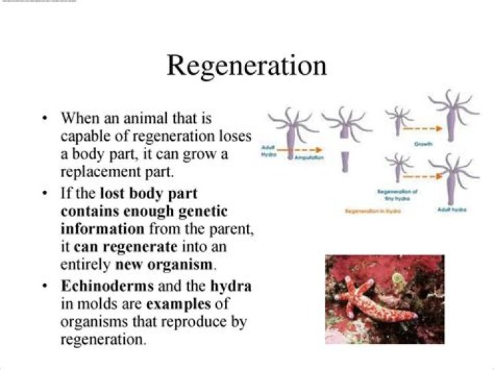 Why does cns not regenerate?