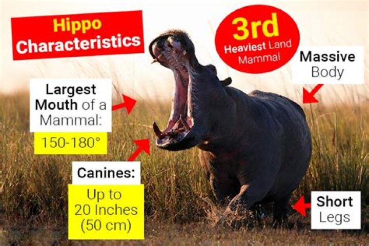 Why does hippus occur?