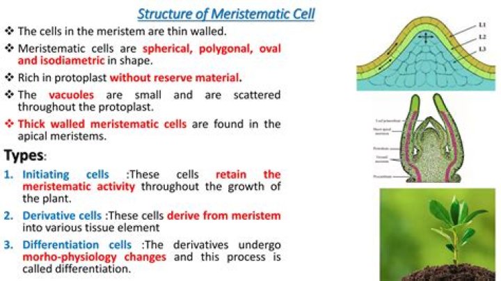 Why does meristematic cells lack vacuoles?