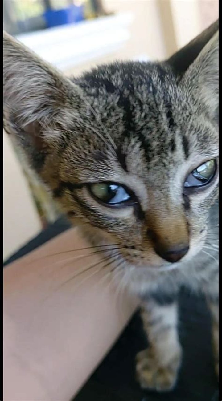 Why does my kitten look cross eyed?