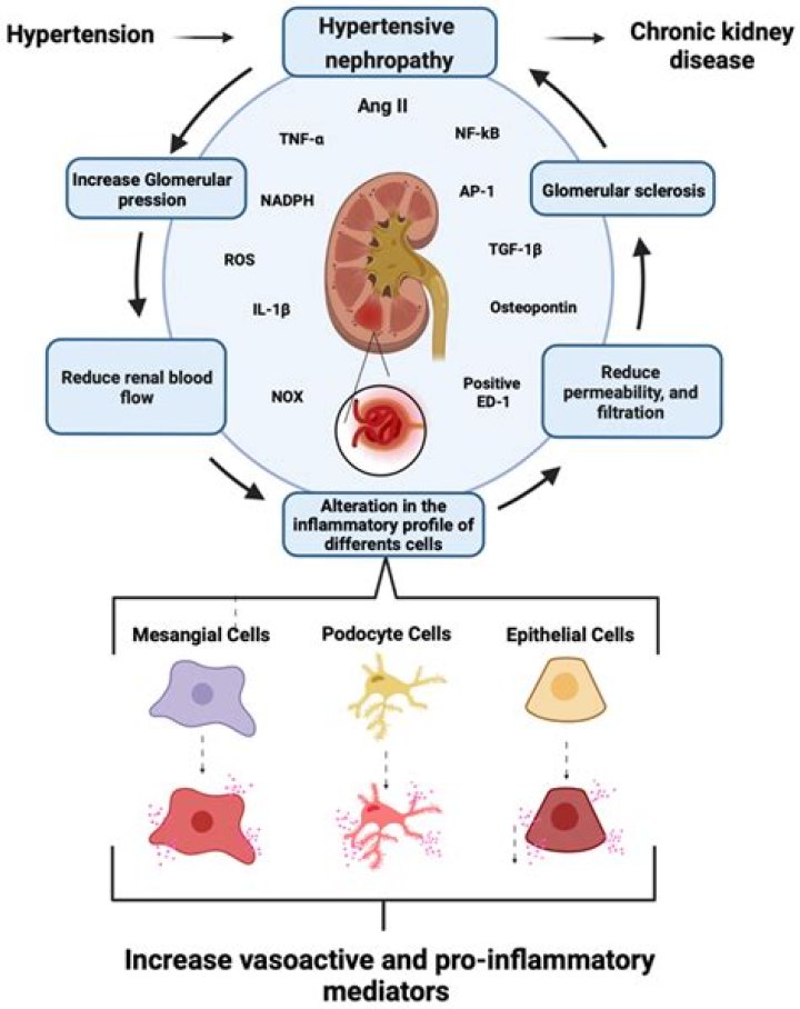 Why does nephritis cause edema?