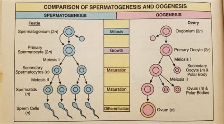 Why does oogenesis produce one egg?