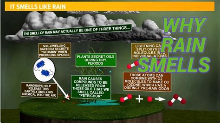 Why does rain make hair soft?