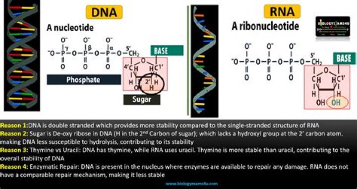 Why does rna degrade faster than dna?