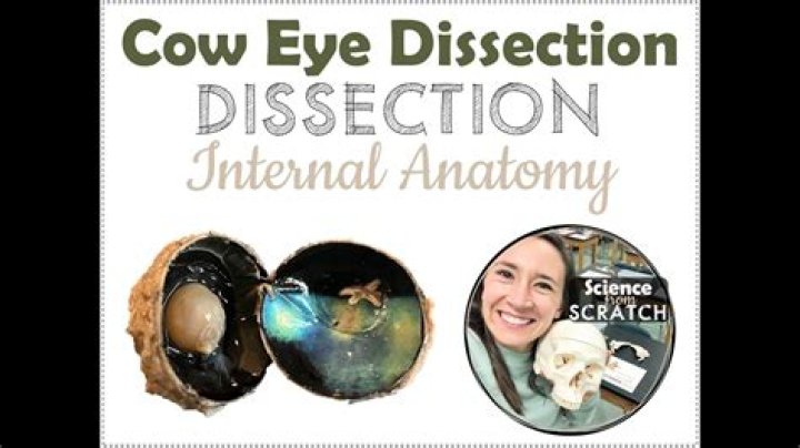 Why does the exploratorium dissect cow eyes?