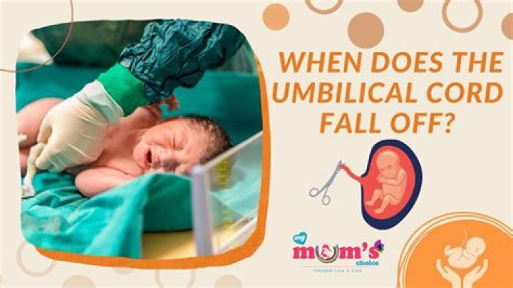 Why does the umbilical cord fall off?