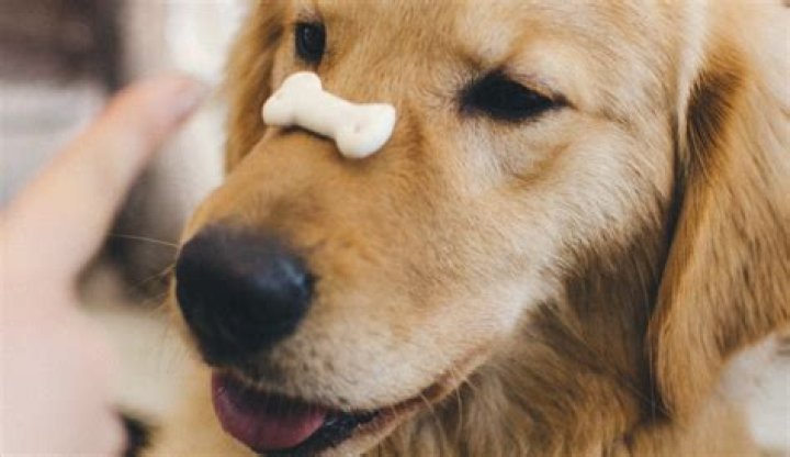 Why dogs are so friendly?