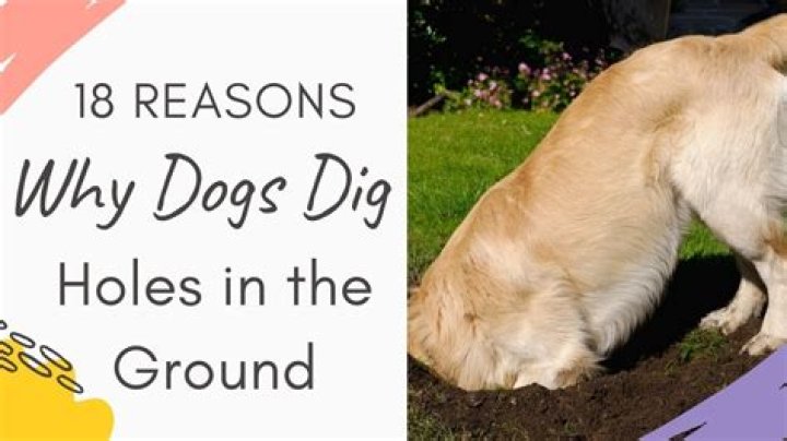 Why dogs dig holes?