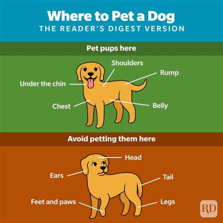 Why dogs like petted?