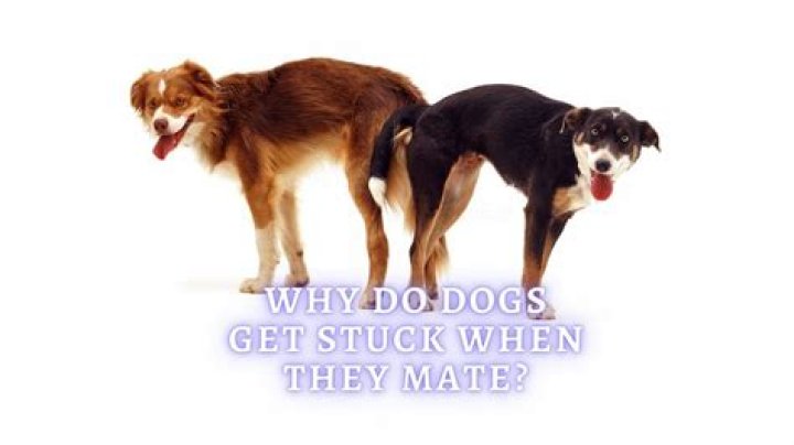 Why dogs stuck during mating?