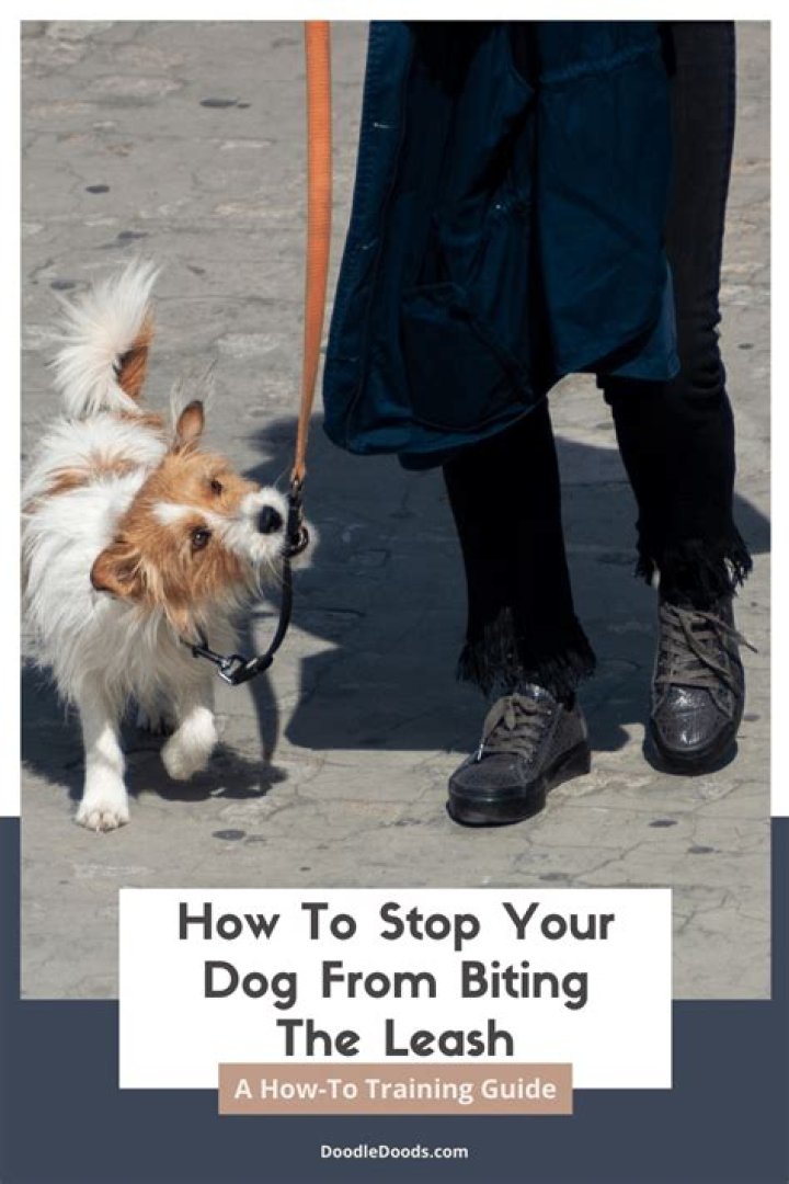 Why don't dogs like being blown on?