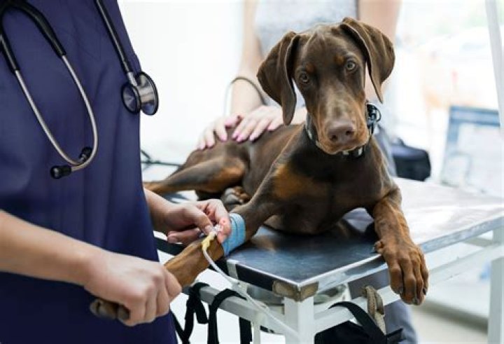 Why dundee for medicine?