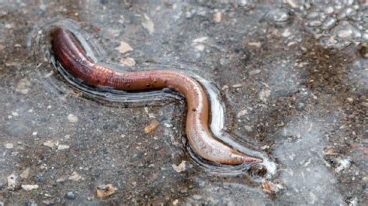 Why earthworms come out during rainy season?