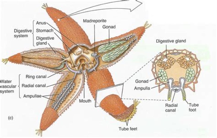 Why echinoderms have open circulatory system?