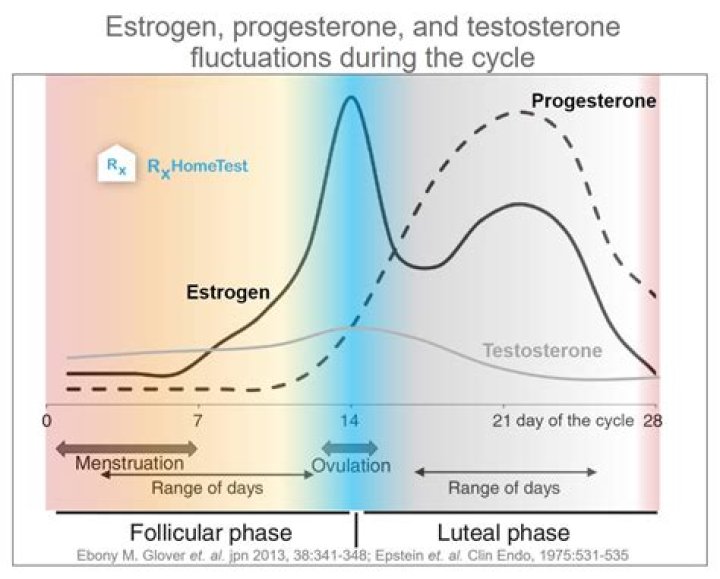 Why estrogen and progesterone combined in ocp?