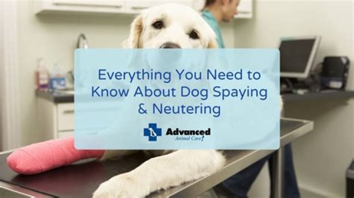 Why female dogs should be spayed?